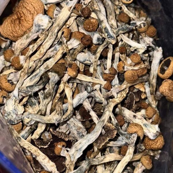                                Psilocybin Mushroom